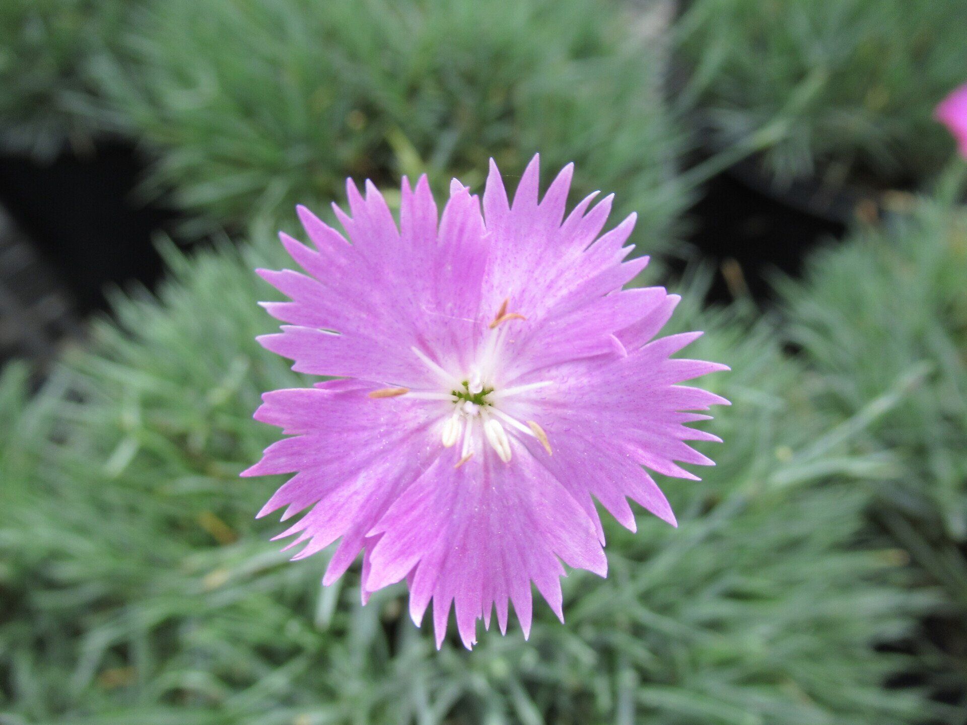 Firewitch Dianthus