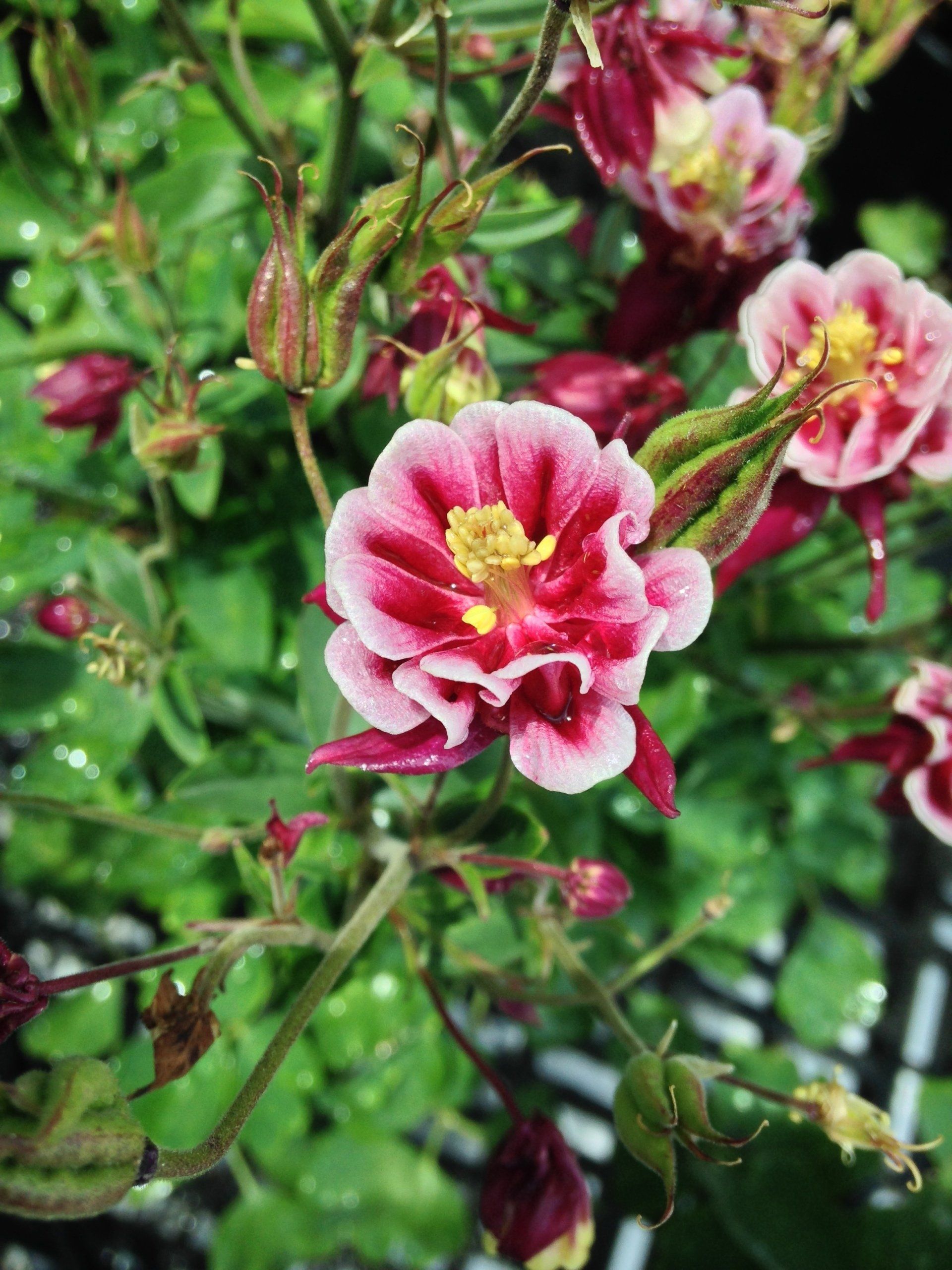 Red and White Columbine