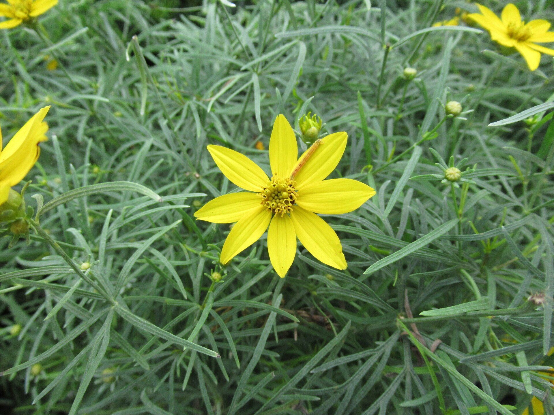 Zagreb Coreopsis