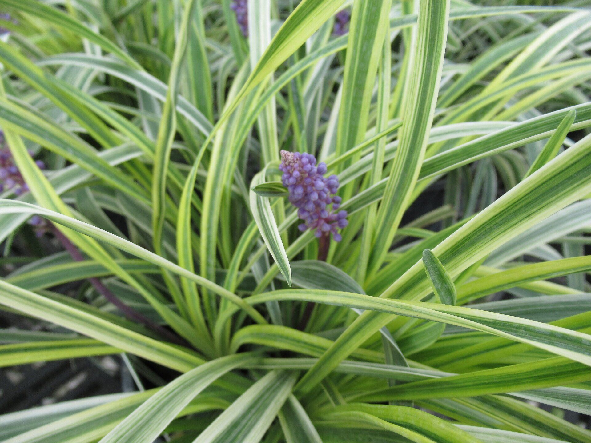 Variegated Liriope