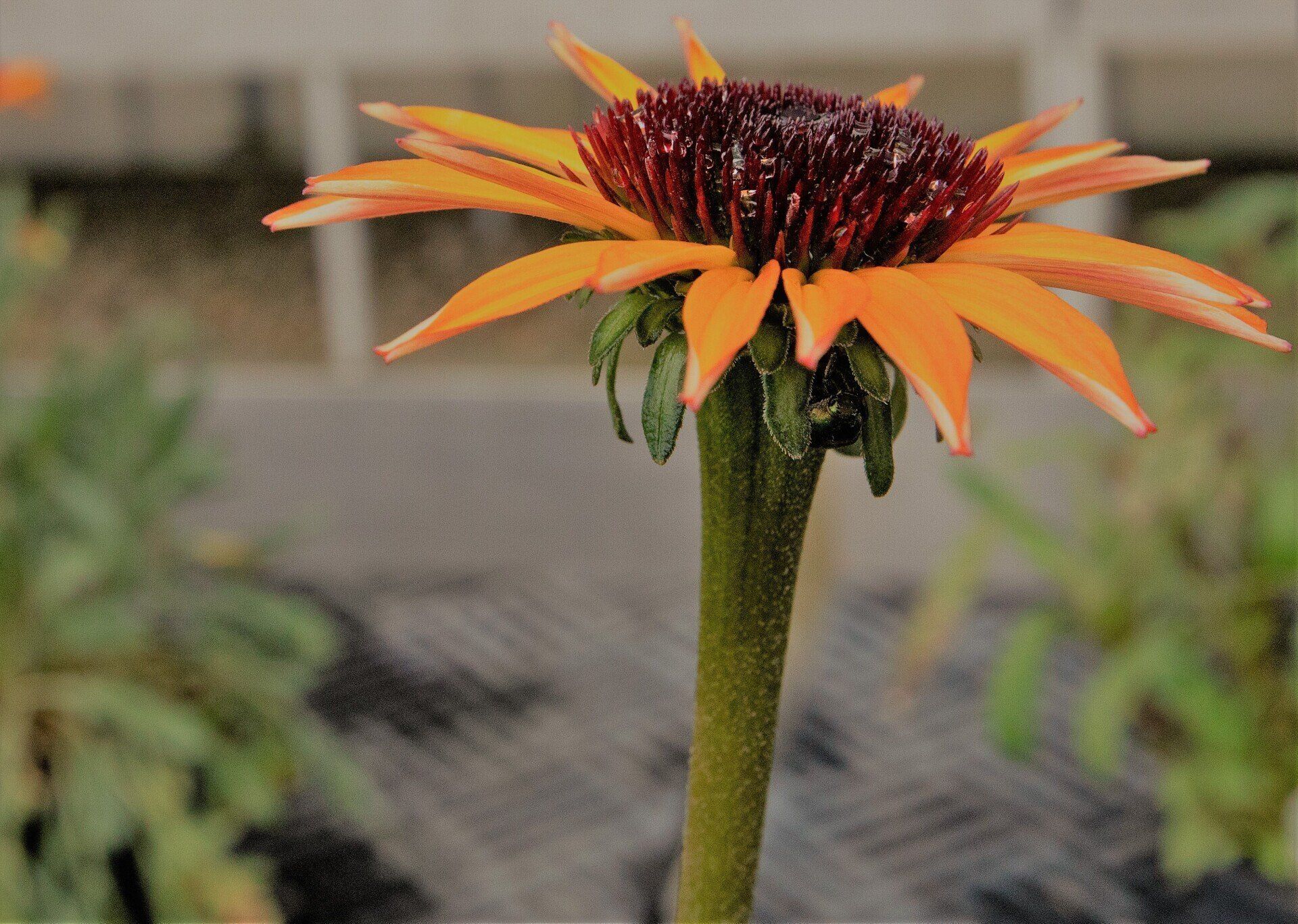 Orange Coneflower