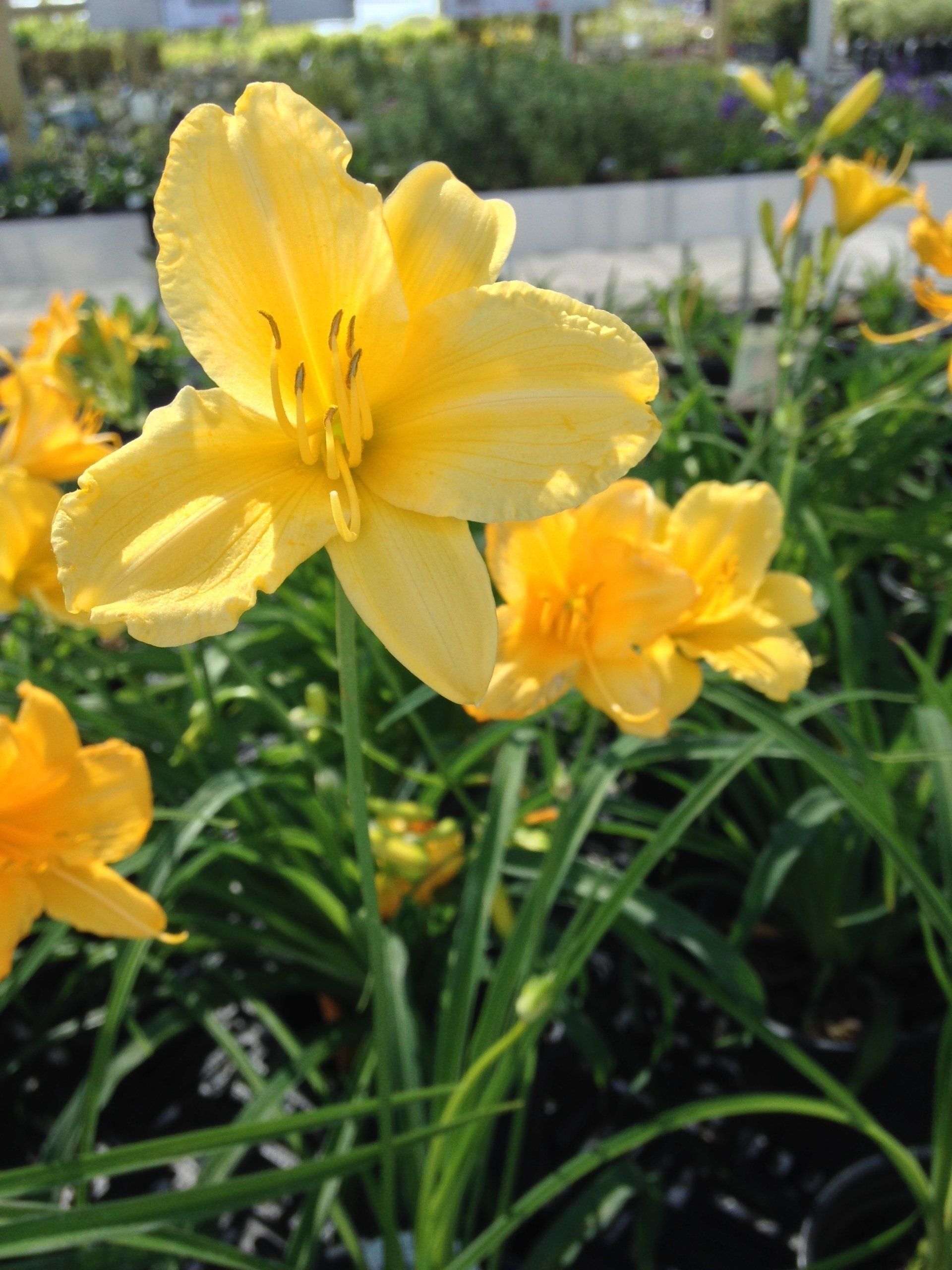 Stella D' Oro Daylily