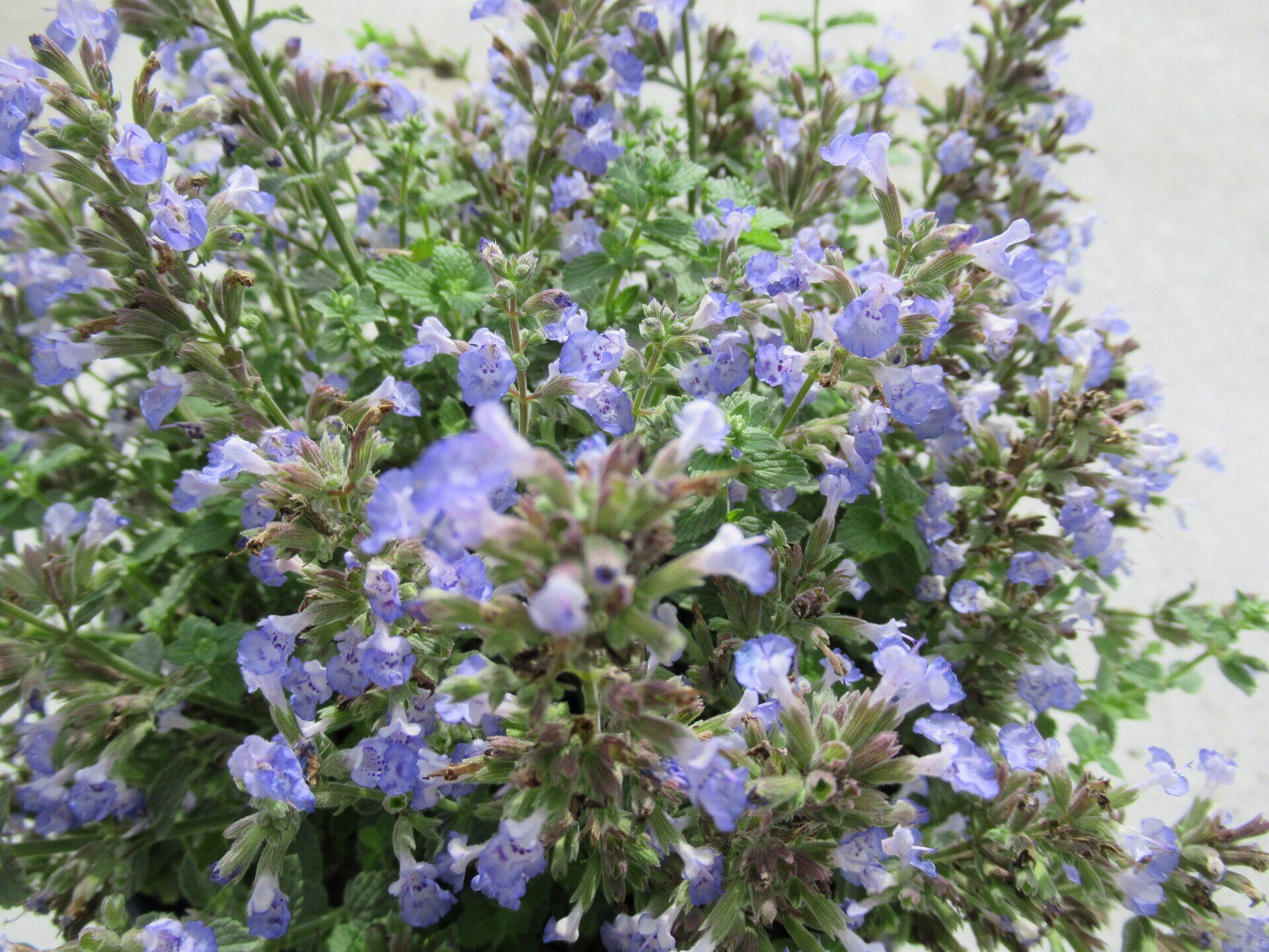 Purrsian Blue Catmint