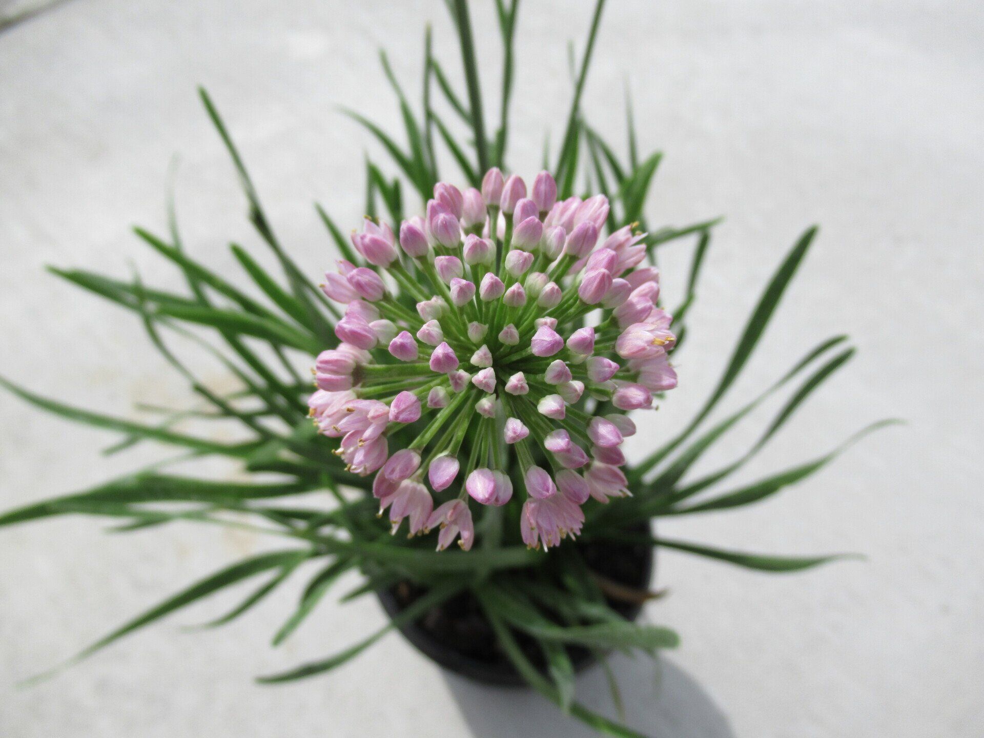 Ornamental Onion