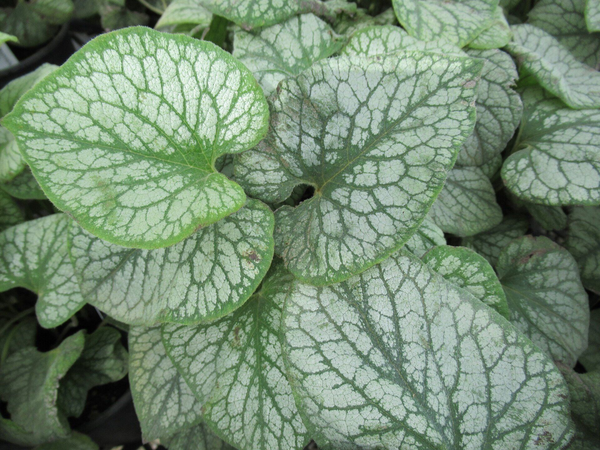 Jack Frost Brunnera