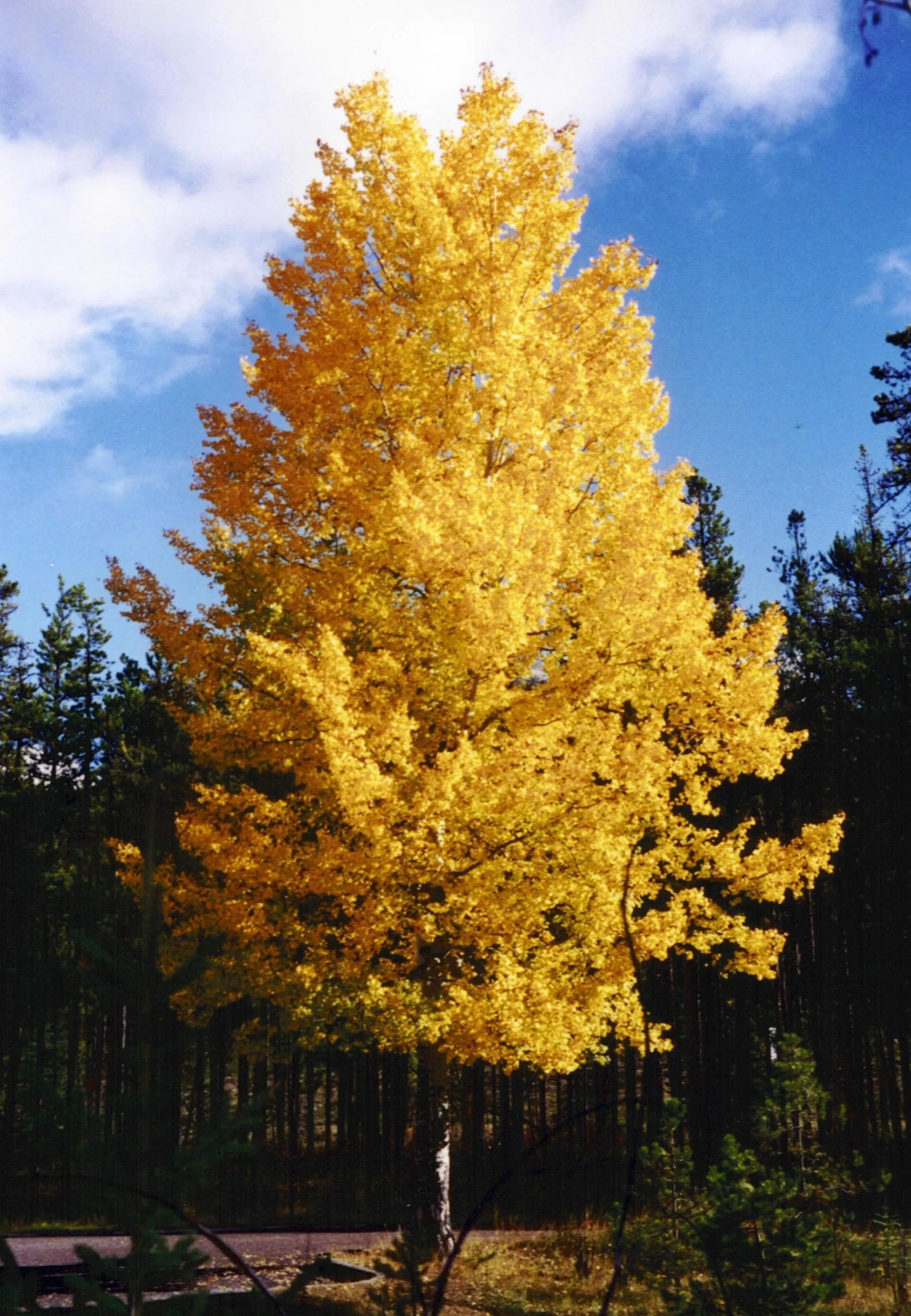 Prairie Gold Quaking Aspen