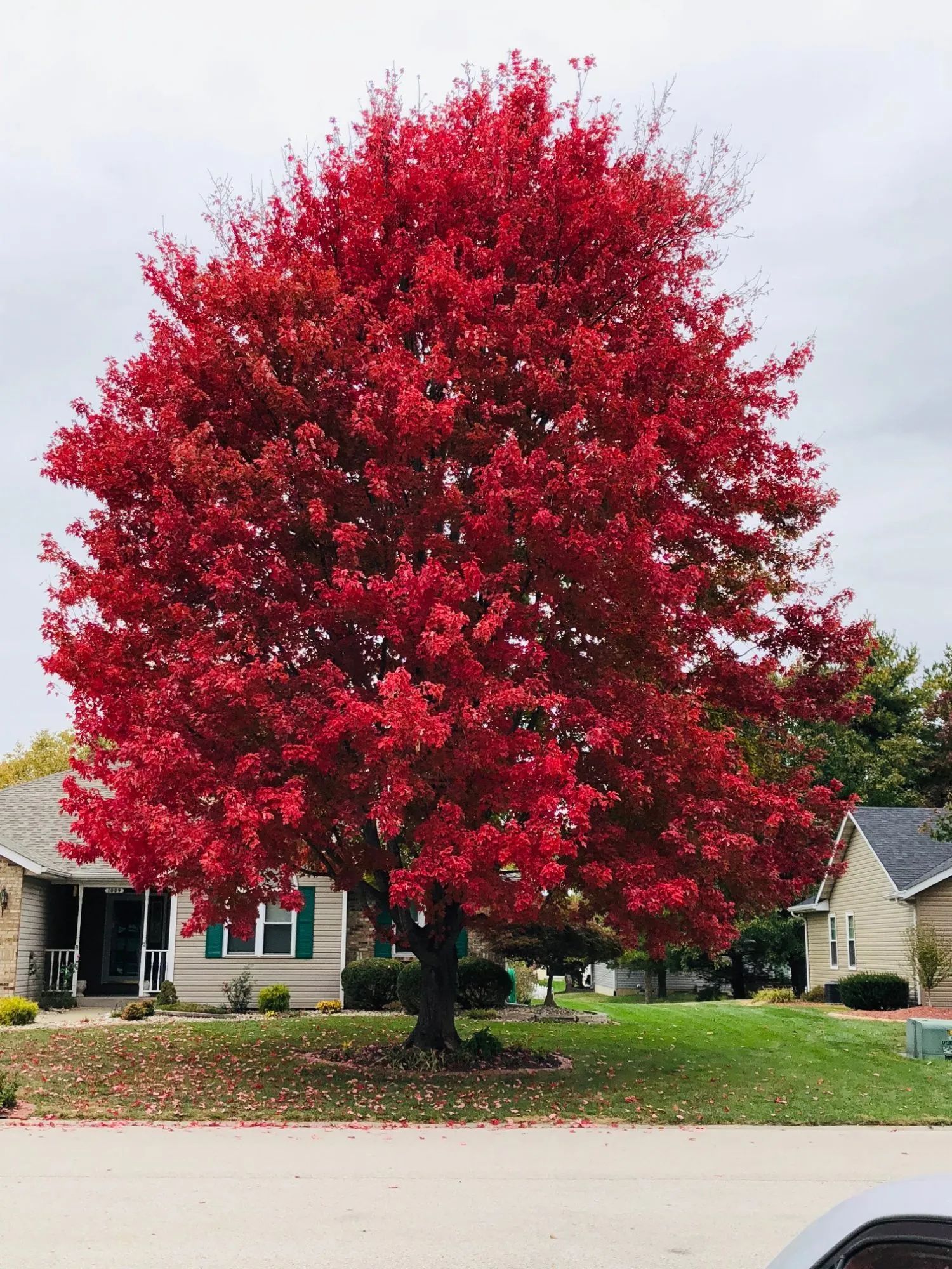 Red Oak
