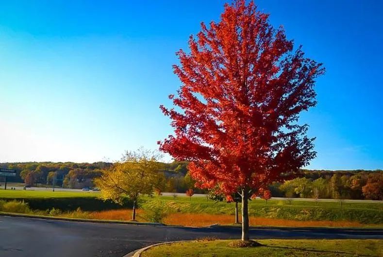 
Autumn Blaze Maple