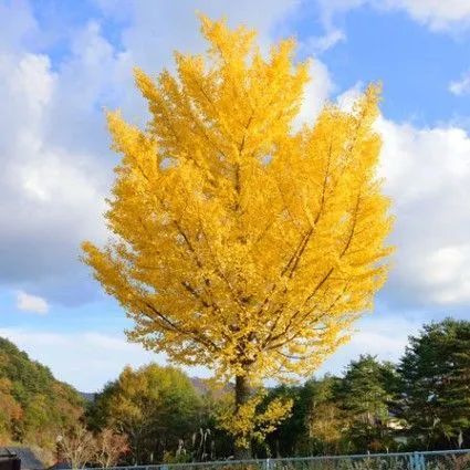 Autumn Gold Ginkgo
