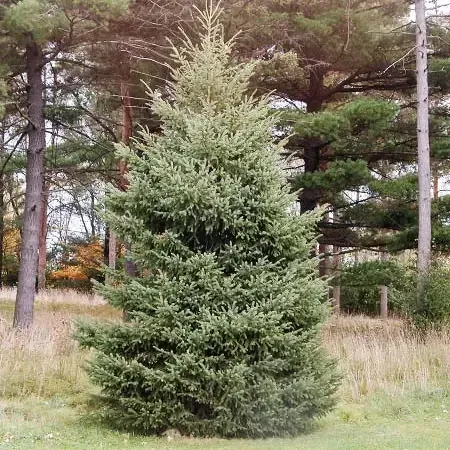 Black Hills Spruce