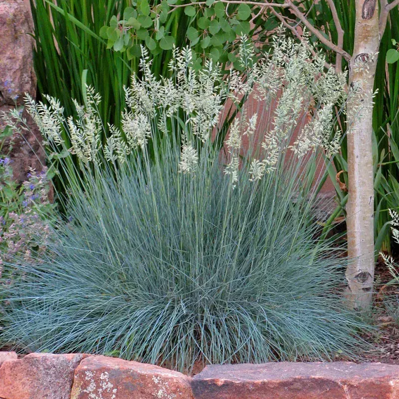 Elijah Blue Fescue
