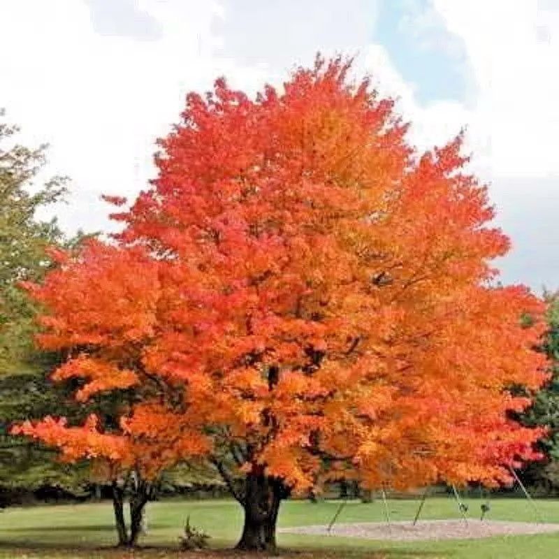 Fall Fiesta Sugar Maple