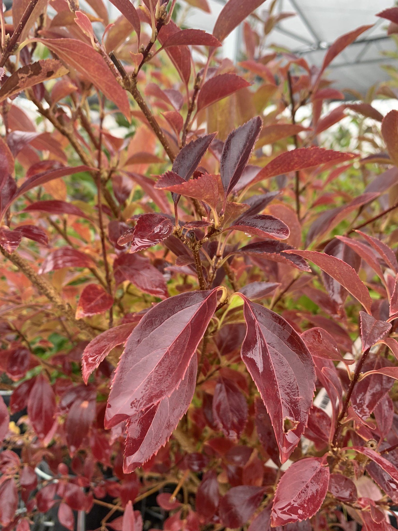 Red Gnome Dogwood