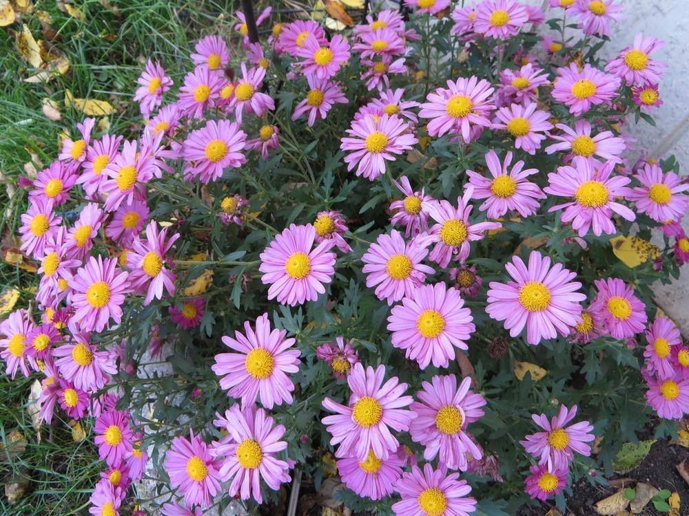 Mammoth Lavender Daisy Mum