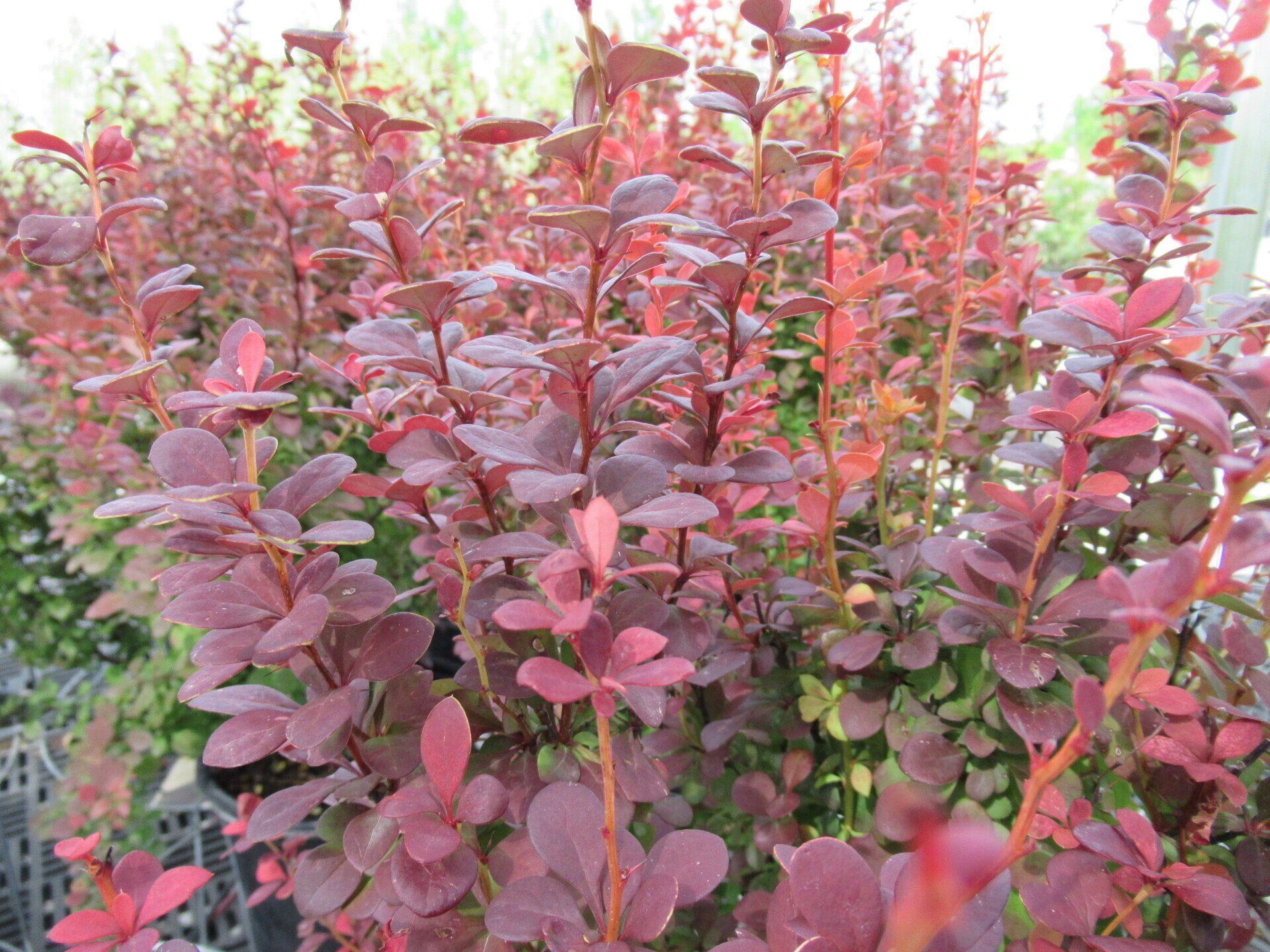 Orange Rocket Barberry