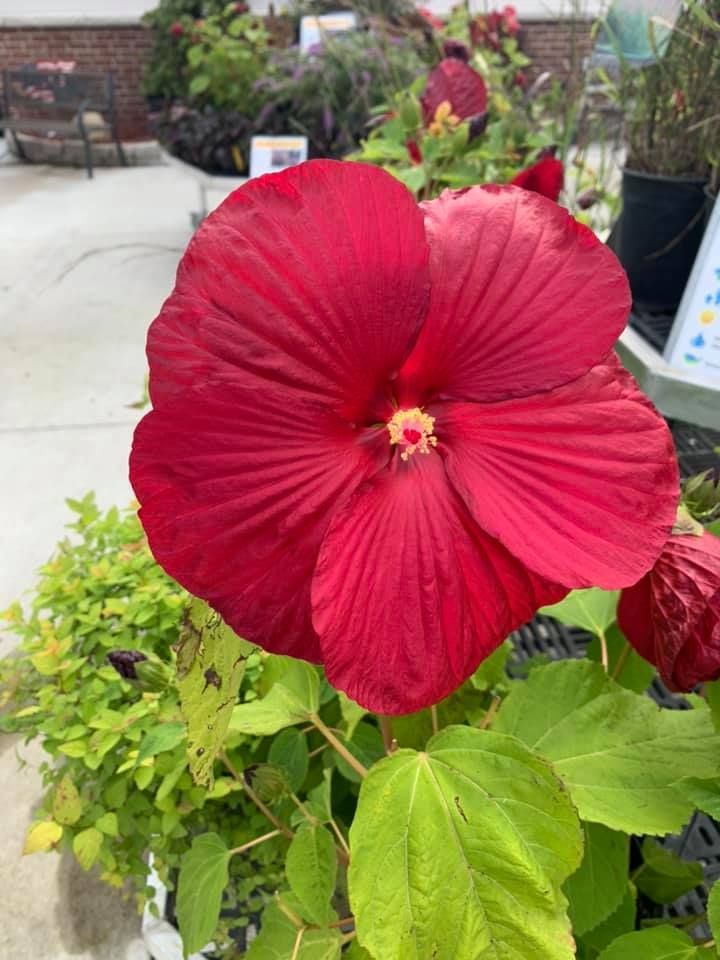 Luna Red Hardy Hibiscus