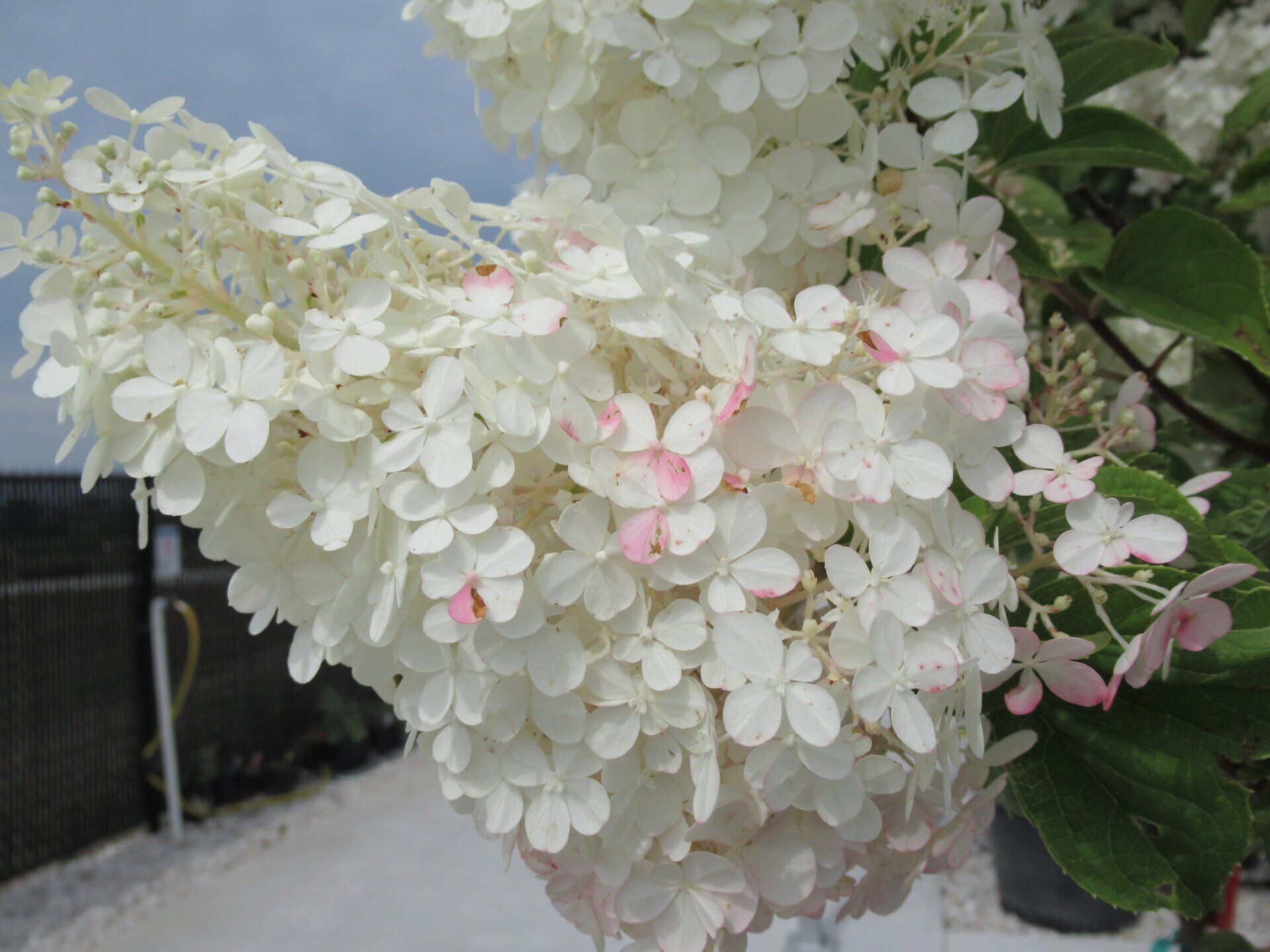 Strawberry Sundae Hydrangea