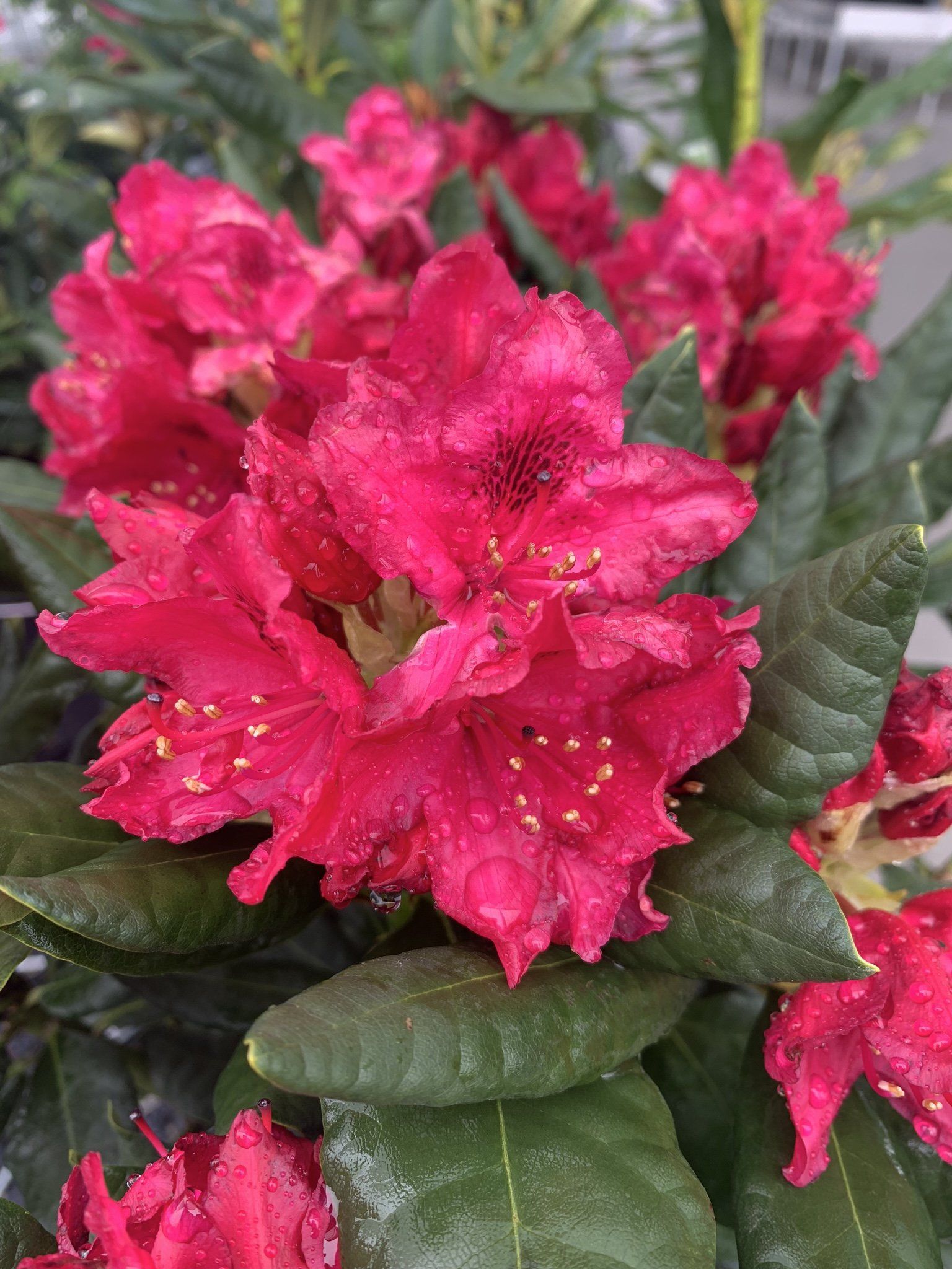 Nova Zembla Rhododendron