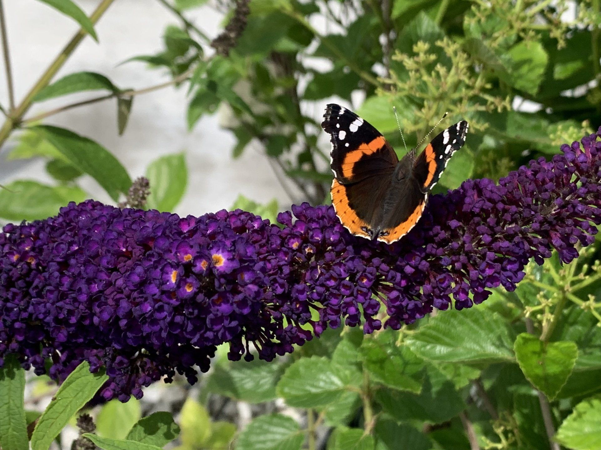 Black Knight Butterfly Bush