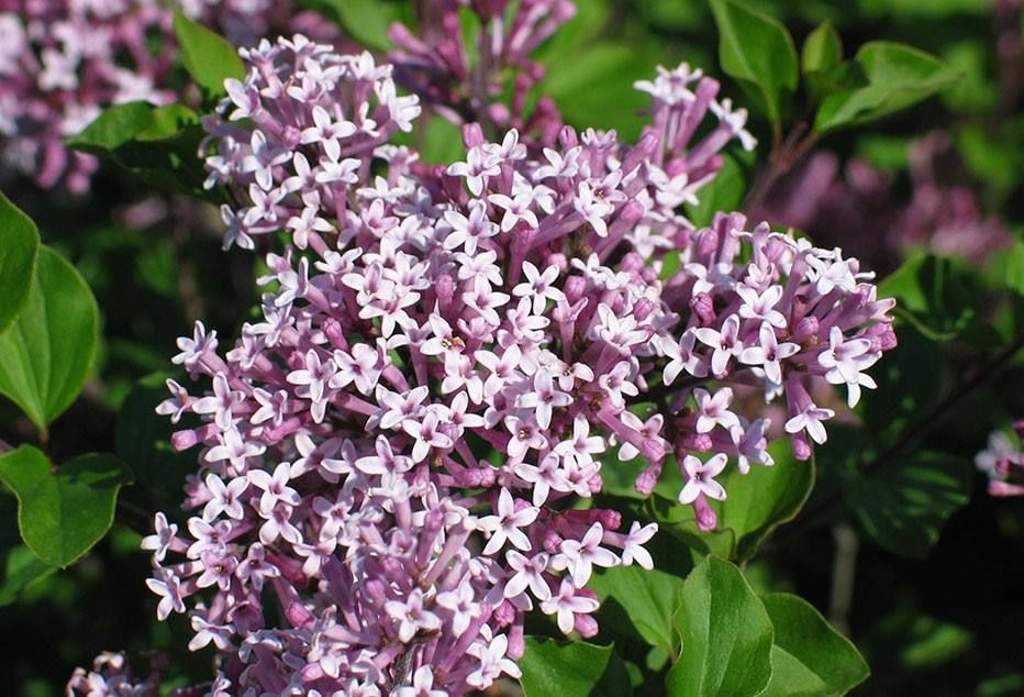 Dwarf Korean Lilac