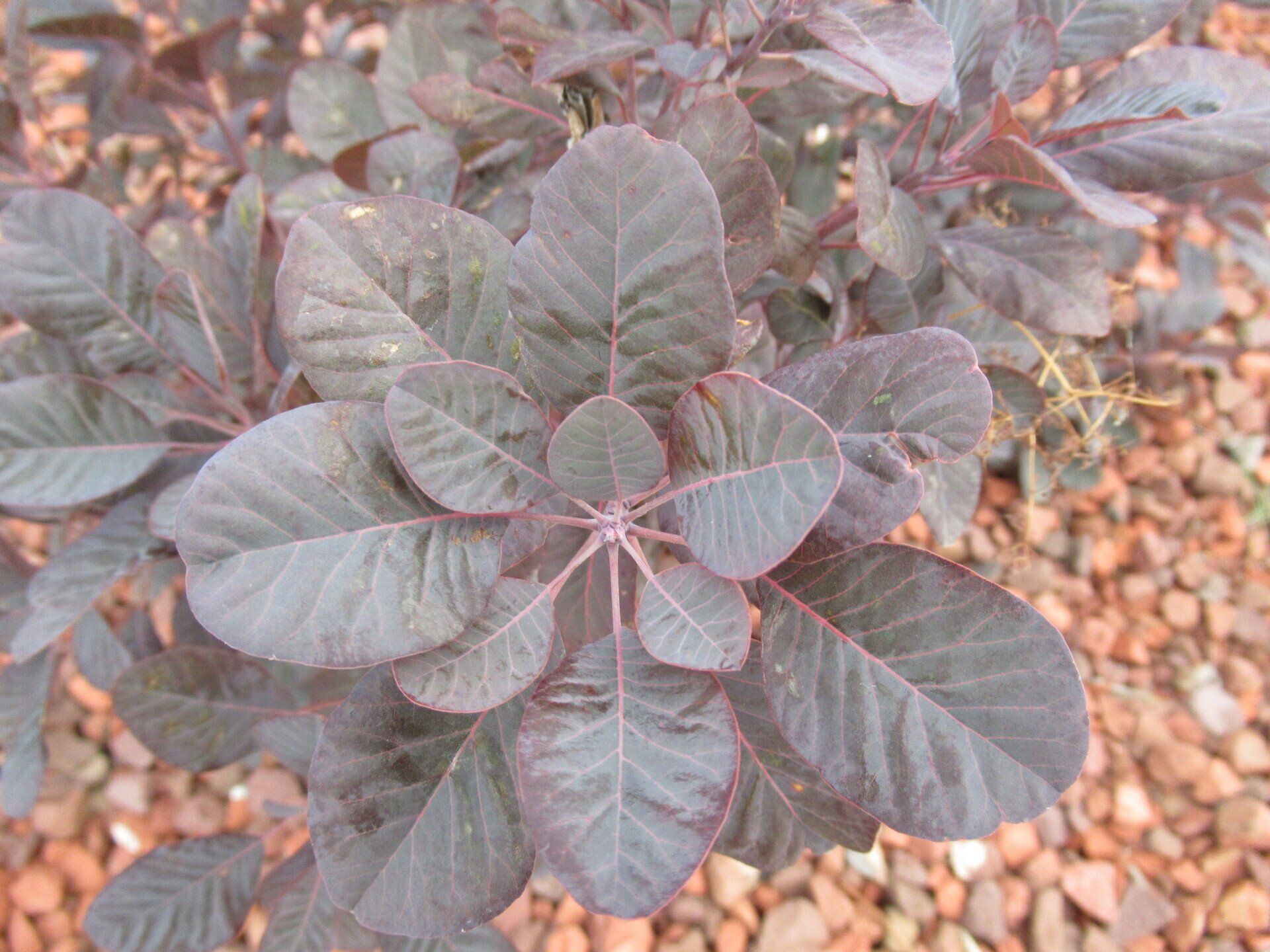 Winecraft Black Smokebush