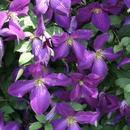 Purple Clematis