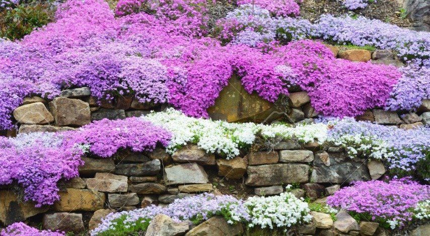 Creeping Phlox 