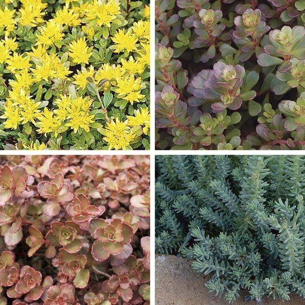 Groundcover Sedums