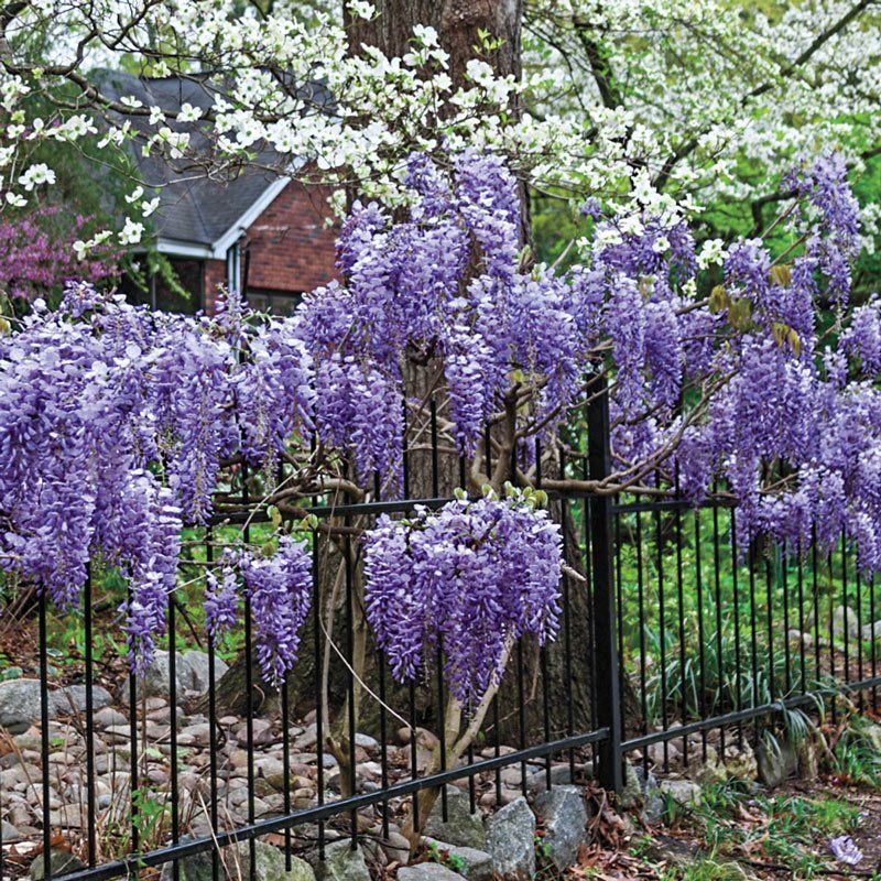 Blue Moon Wisteria