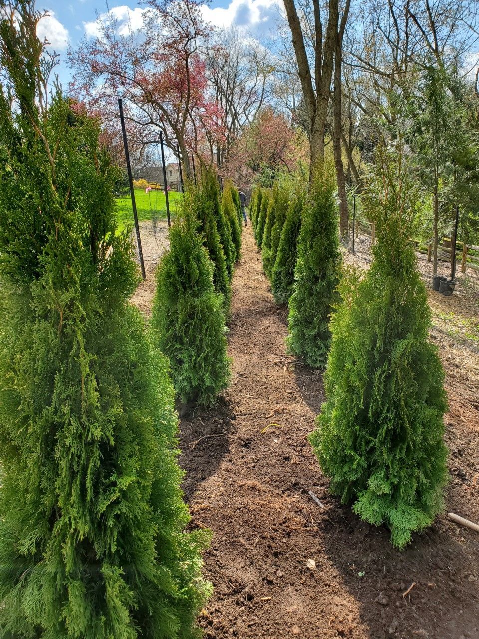 Tree Service — Aspinwall, PA — Keelen Bros Inc.