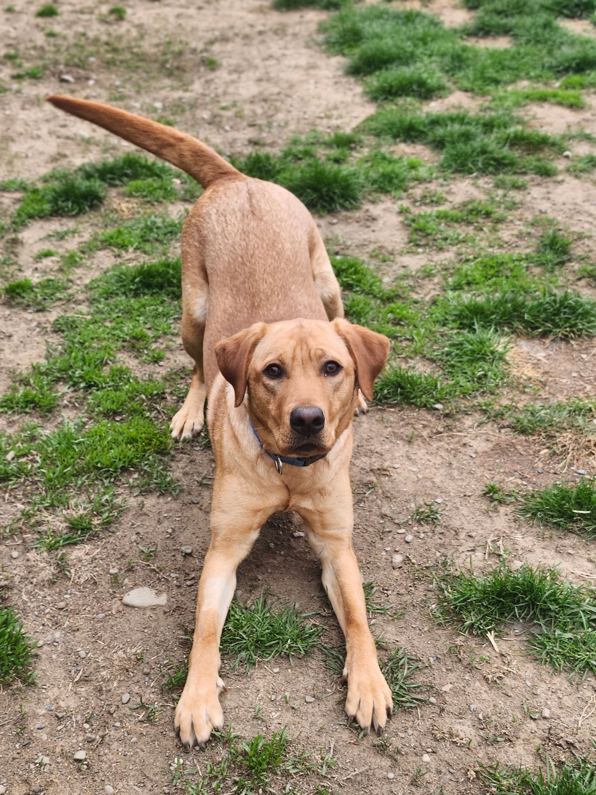 Dog Training | D.O.G. Board N' Train
