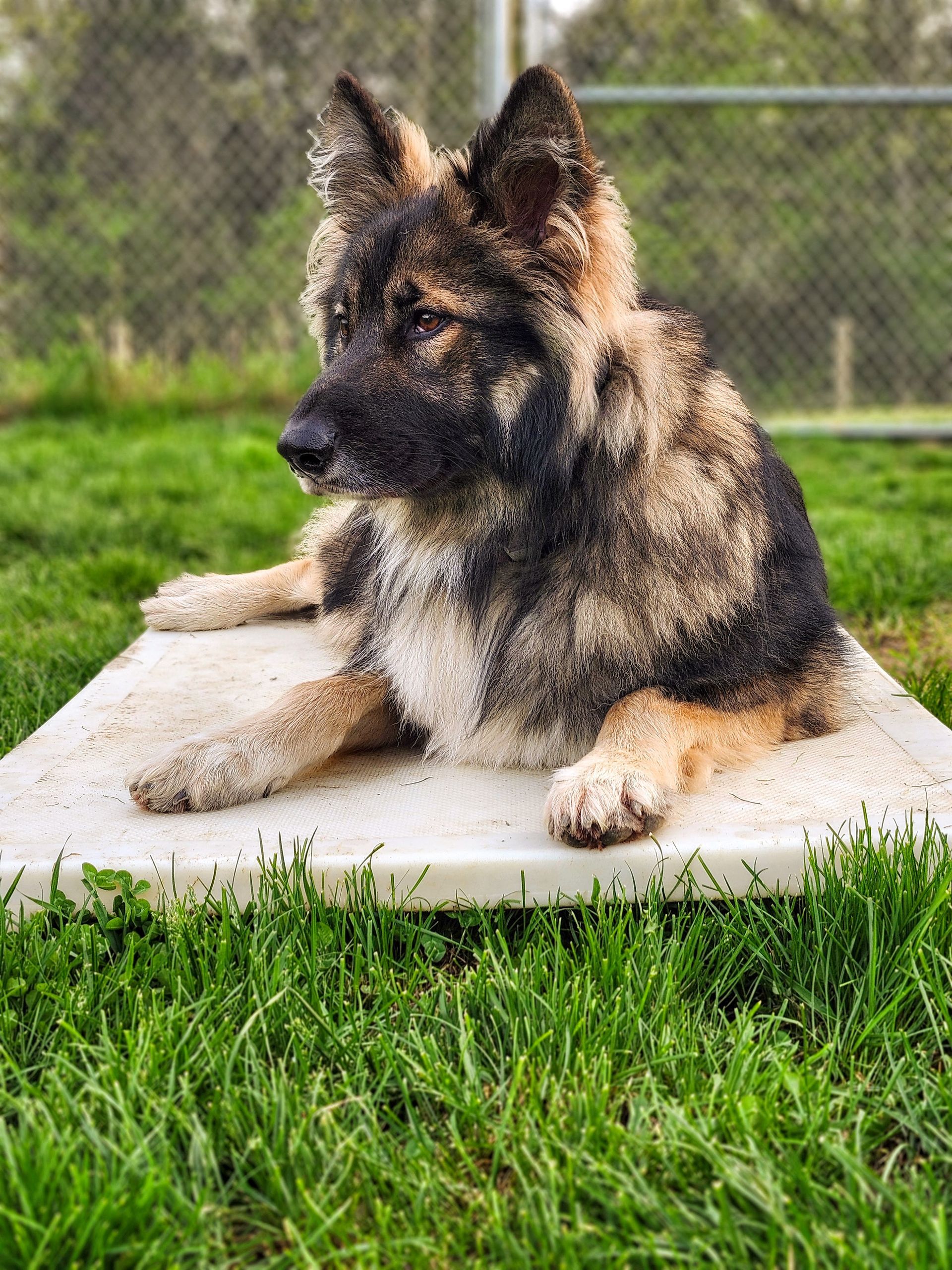 A german shepherd puppy is laying on a concrete slab in the grass.