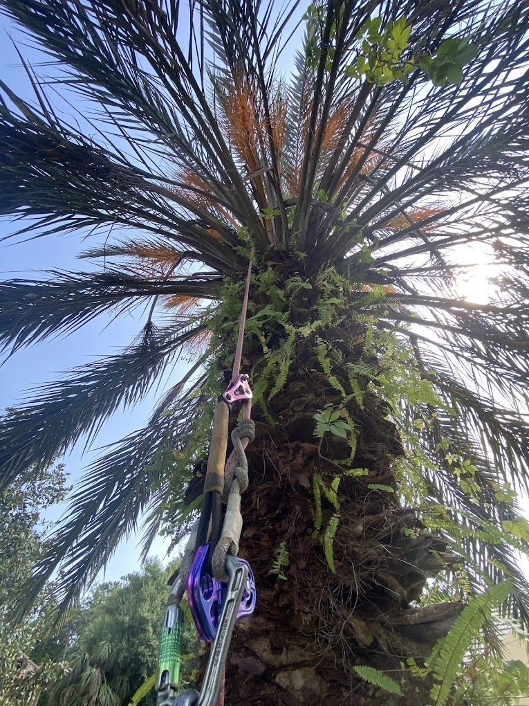 A person is climbing a palm tree with a rope.