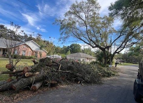 A pile of logs is sitting on the side of a road next to a tree.