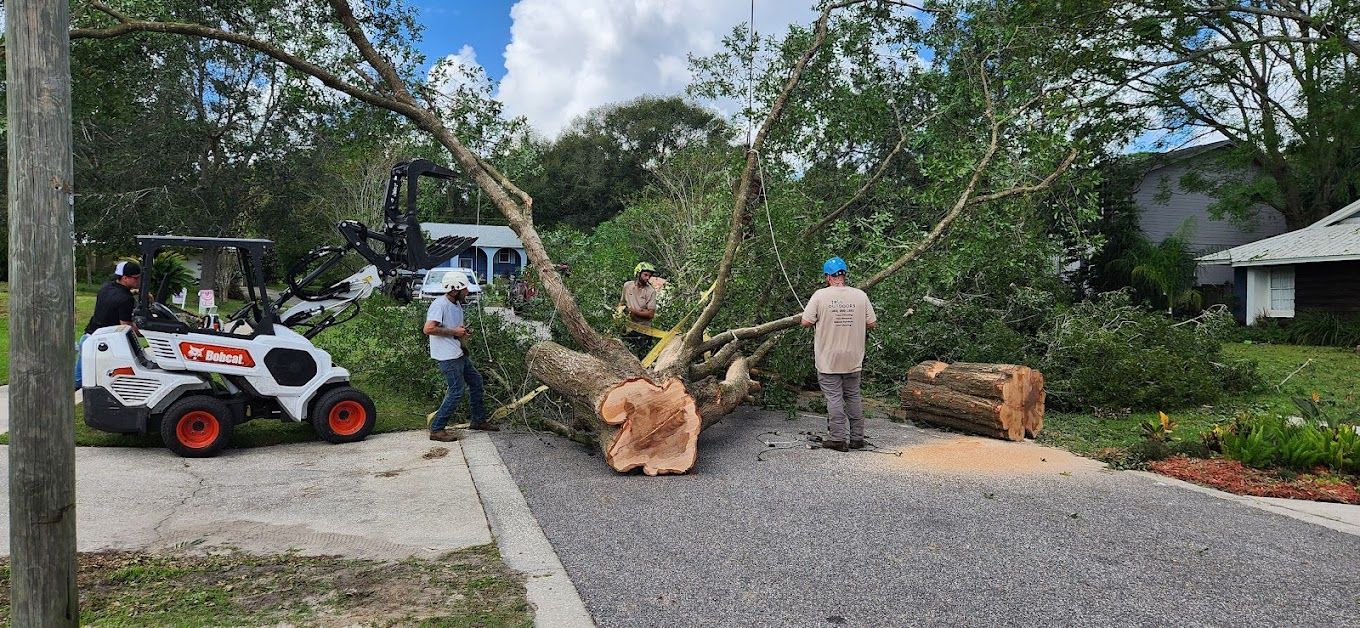 A group of people are working on a tree that has fallen on the side of the road.