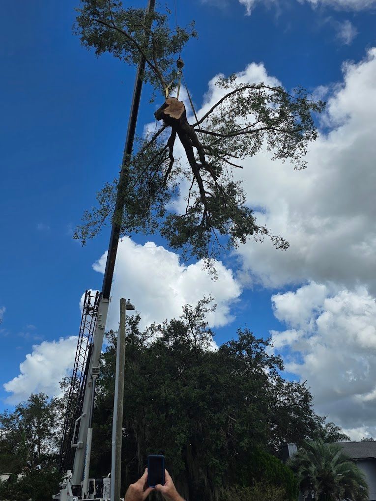 A person is taking a picture of a tree being cut down.