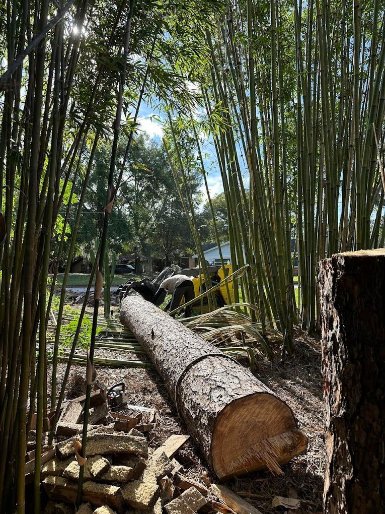 A large log is sitting in the middle of a bamboo forest.