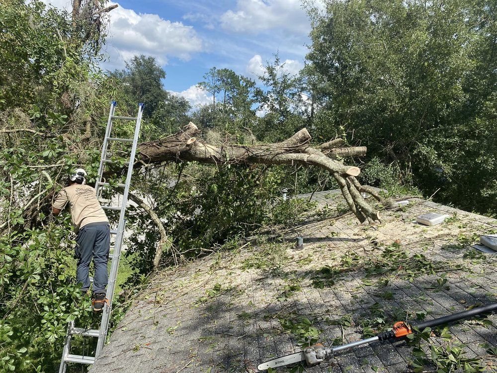 A man is standing on a ladder next to a pile of fallen trees.