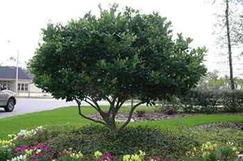 A small, leafy tree with a rounded canopy sits in a landscaped bed with flowers. A car and houses are in the background.