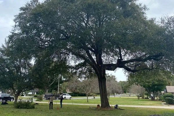 Two people stand on a grassy lawn near the base of a large, mature tree in a residential neighborhood.