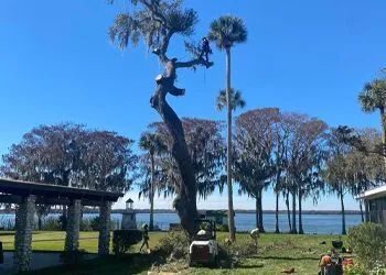 Tree being trimmed by arborist with a lift, on a waterfront property under a blue sky.