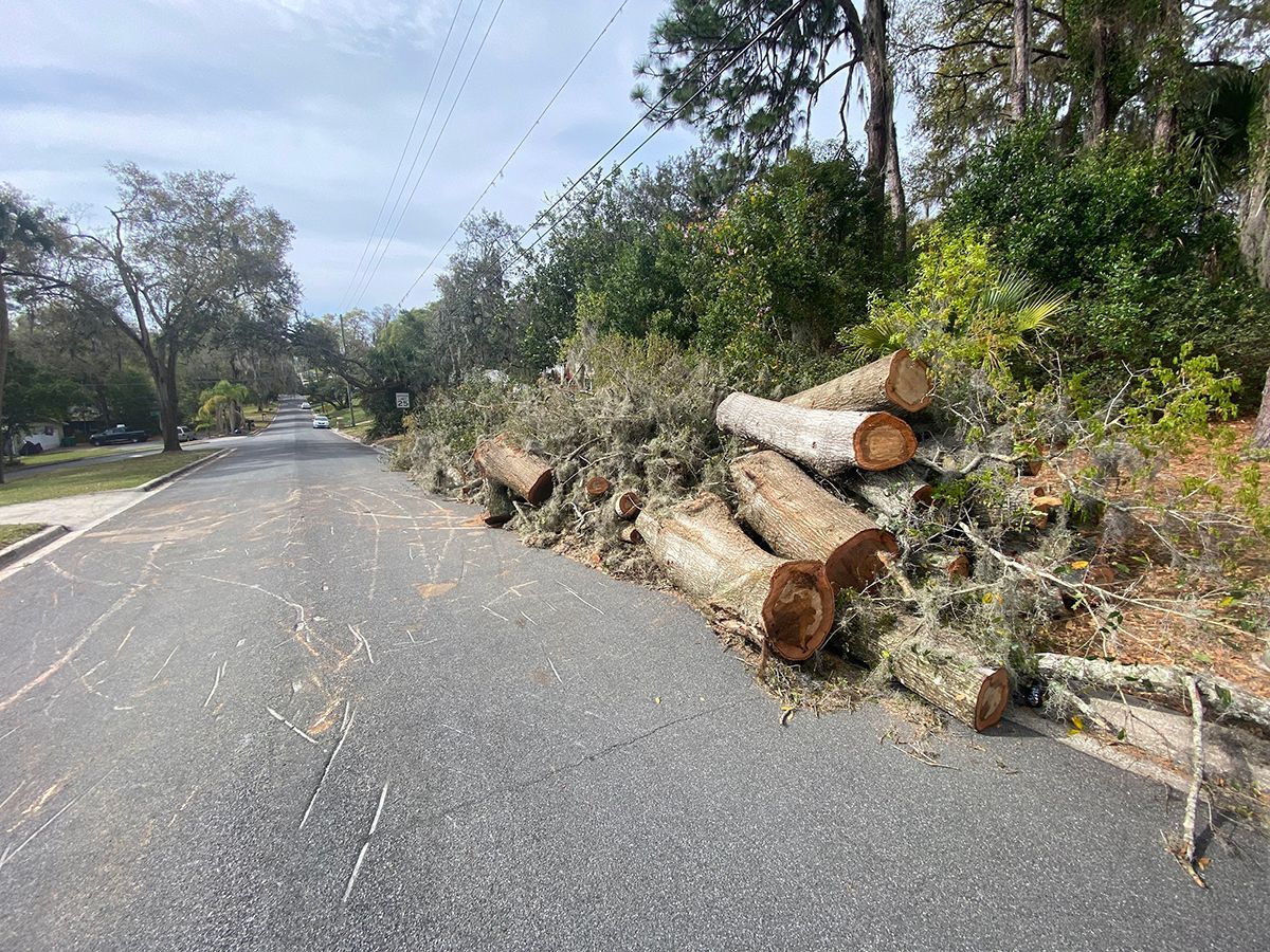 Tree being trimmed by arborist with a lift, on a waterfront property under a blue sky.