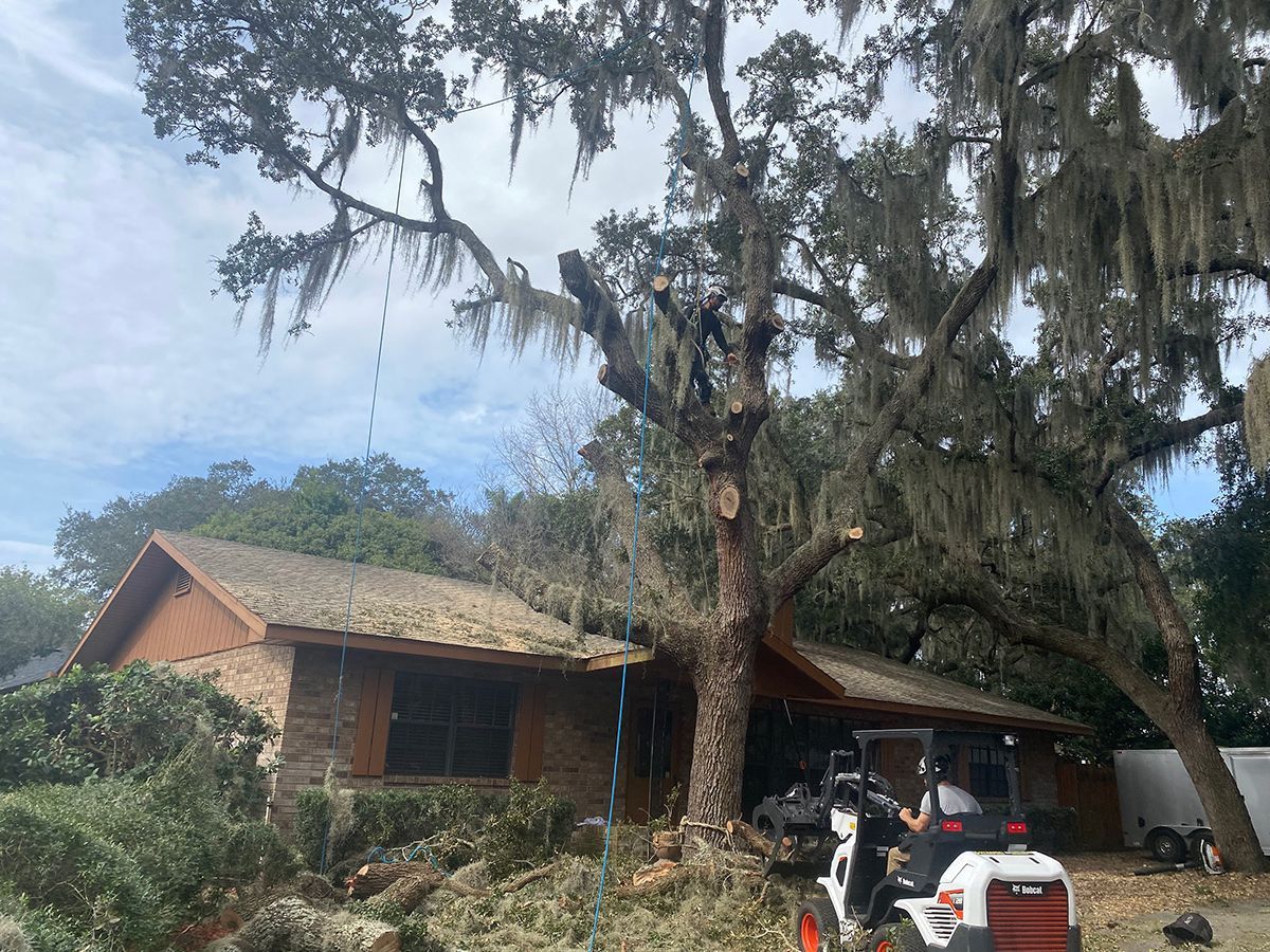 A tree is being cut down in front of a house.