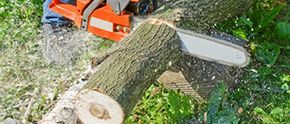 A person is cutting a tree with a chainsaw.
