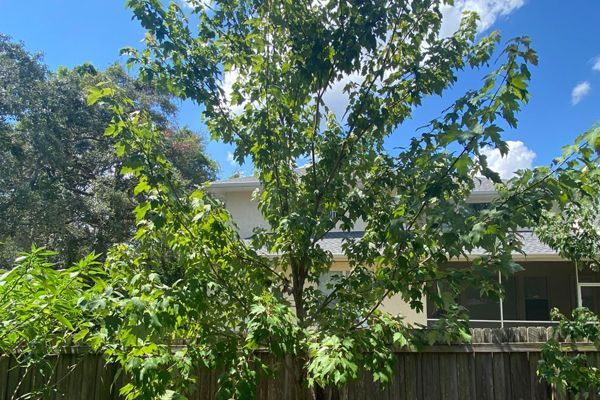 A tree in front of a house with a fence in the background.
