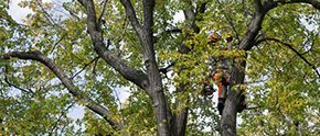 A man is climbing a tree with a chainsaw.