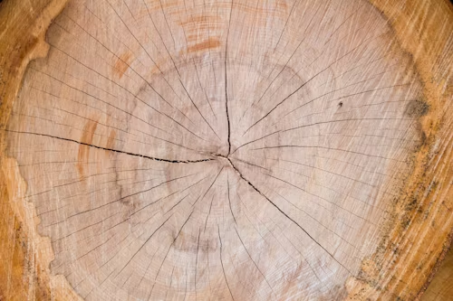Cross-section of a tree trunk, showing rings and radial lines, mostly light brown.