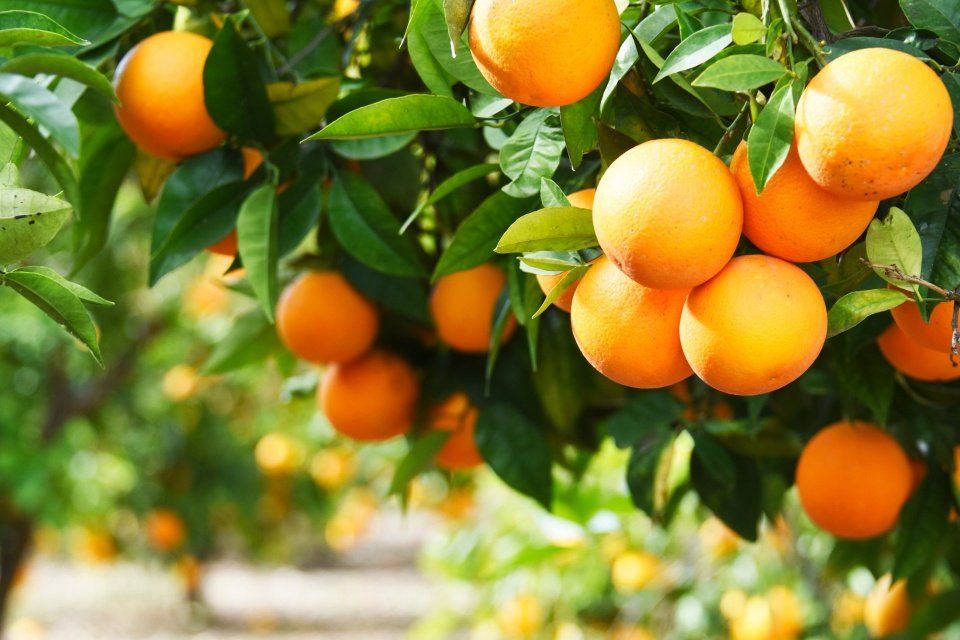 Vivai-piante-e-fiori-BIOASI-VIVAIO-Arcola-009