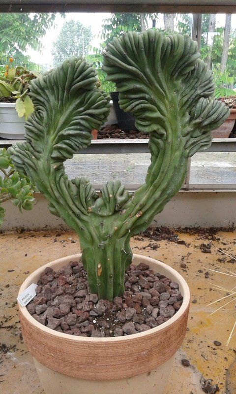 Fiori e piante di ogni forma