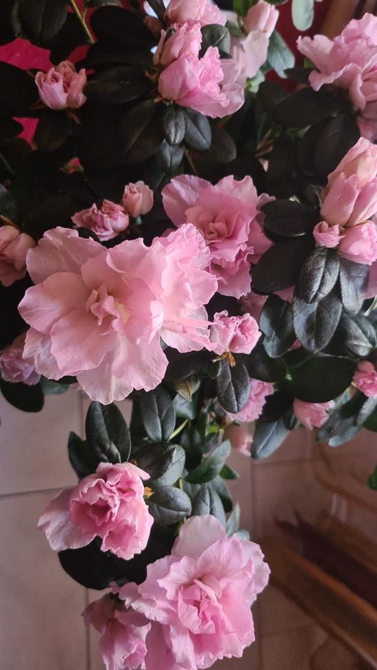 fiori